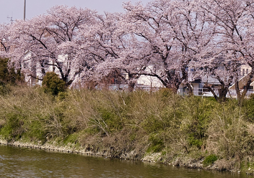 sakura