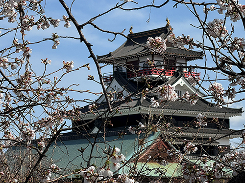 sakura