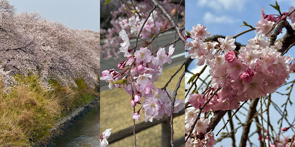 sakura